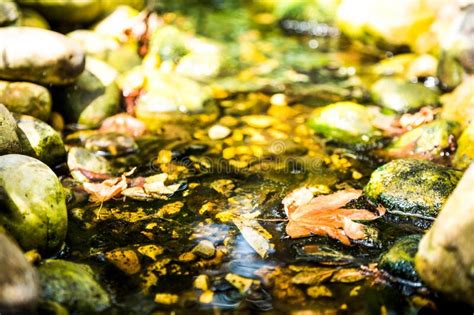 Dry Autumn Leaves Floating In A Creek Filled With Moss Covered Rocks