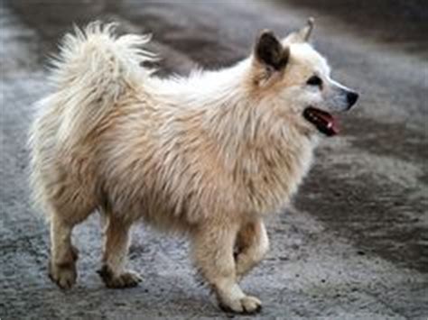 images  icelandic sheepdog  pinterest iceland sheep dogs  dog breeds