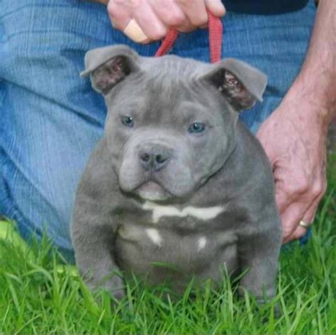The result is a pitbull puppy diet that supports healthy growth, and. American Bully - Temperament