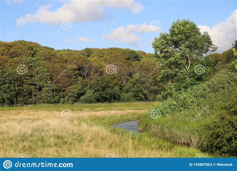 Low Angle Shot Of Trees And Grassland Stock Image Image Of Natural