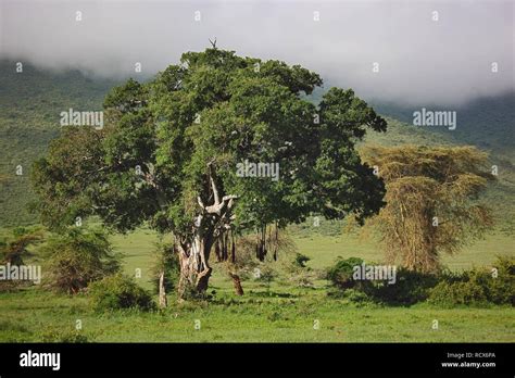 Sausage Tree Kigelia Africana Kigelia Pinnata Serengeti National