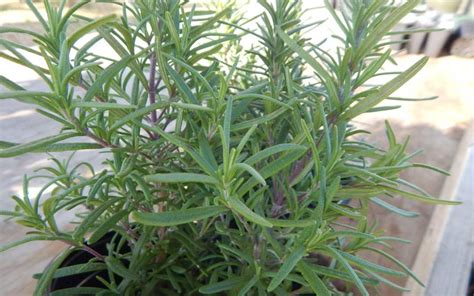 How To Propagate Rosemary Millers Landscaping Supplies