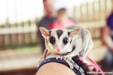 We sell sugar gliders online, delivered to an airport near you. Sugar Gliders for sale at Paradise Valley Farm (With ...