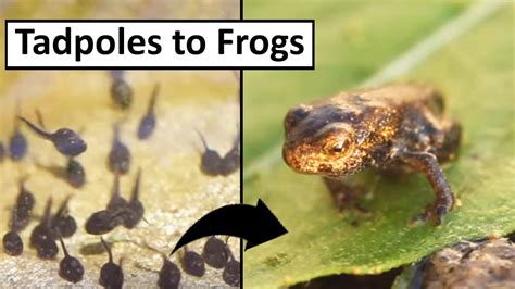 Tadpoles To Frogs Youtube Tadpole To Frog Frog Frog Life Cycle