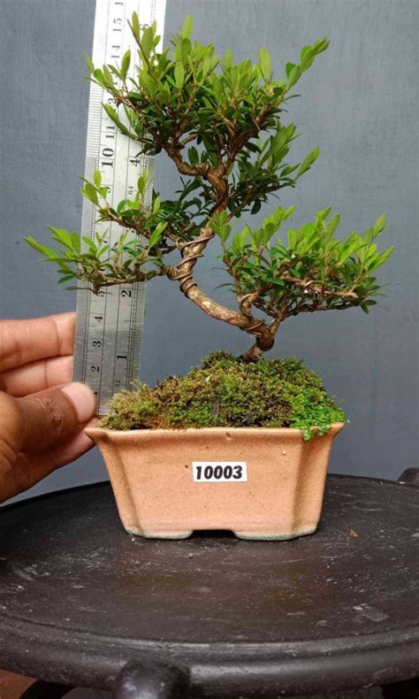 Bonsai Phyllanthus Myrtifolius 10003 Furniture Home Living