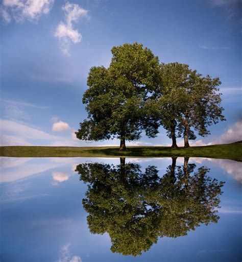 Three Trees Photograph By Paul Davis Fine Art America