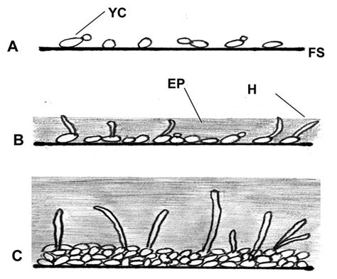 Figure 1 Fungal Biofilms And Drug Resistance Volume 10 Number 1
