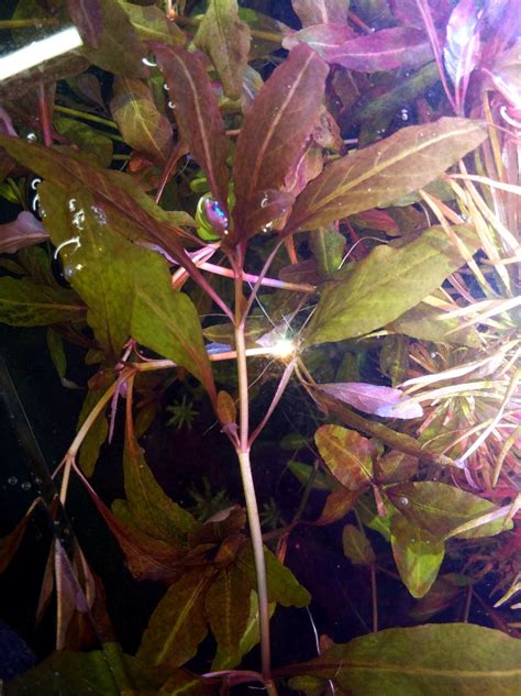 Аукцион Aquaforum Ludwigia Sp Mexico