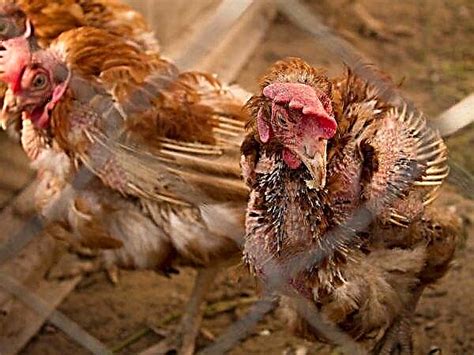Mycoplasmosis In Chickens Symptoms Treatment Poultry