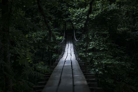 Hd Wallpaper Brown Wooden Bridge In Forest Photo Of Tension Bridge