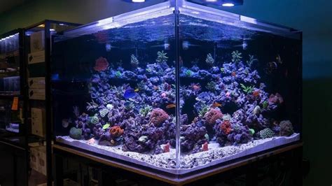 300 Gallon Salt Water Fish Tank