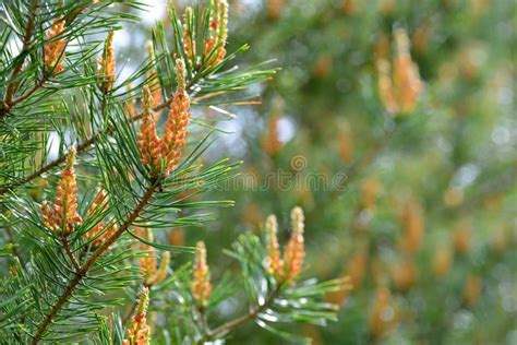 Spring Pine Branch Close Up Stock Photo Image Of Green Beauty
