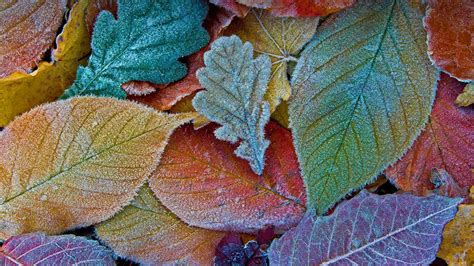 Bing Hd Wallpaper Dec 3 2021 Frost On Autumn Leaves Bing Wallpaper