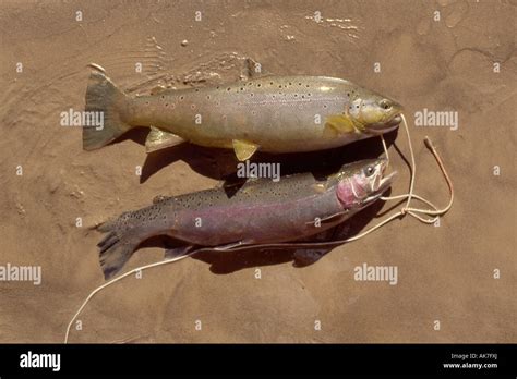 Photo Of Two Freshly Caught Trout Laying On The Beach At The Mouth Of Nankoweap Canyon Within