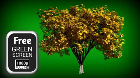 Tree Leaves Green Screen Video Green Screen Tree Moving Tree Green