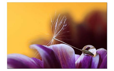 Wallpaper Flower Macro Nature Closeup Canon Seed Dandelion