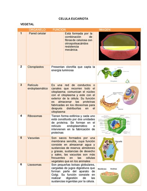 Tabla De Organelos Celulares De Celulas Eucariotas Y Procariotas