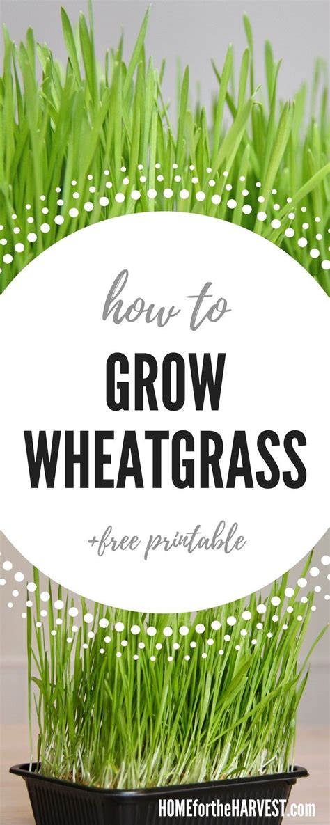 How To Grow Wheatgrass The Ultimate Guide For Beginners Home For The