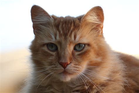 Top 10 Orange Cat Names For Your New Ginger Tabby Catvills
