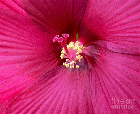 Hibiscus Close Up Photograph By Marsha Heiken Pixels