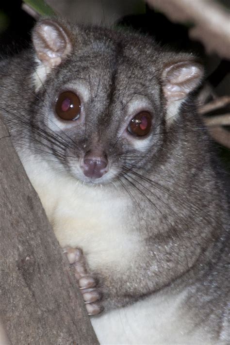 Rock Ringtail Possums Dr Myfanwy Webb