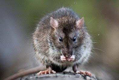 Get information and pest control tips on roof rats, from pestworld.org. What a Rodent Invasion Means For Your Hotel - Holder's ...