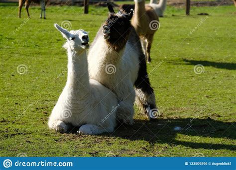 The Battle Of The Lamas Stock Photo Image Of Brown 133509896