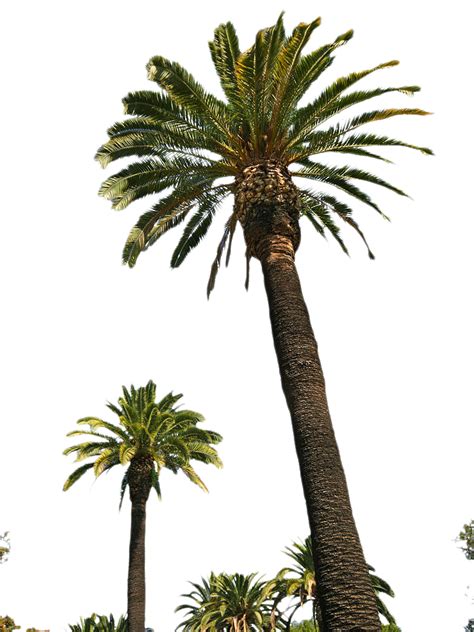 Palm Tree Png Picture Png All Png All