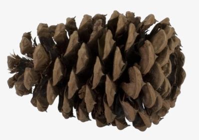 Pine Cone Png Pine Cone Pine Png Transparent Png Transparent Png