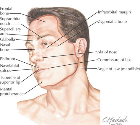 5 Scalp And Muscles Of Facial Expression Pocket Dentistry