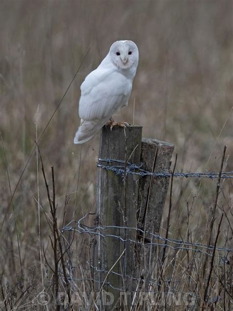 Birdphoto Barn Owl Tyto Alba Leucistic Male Called Casper By Some