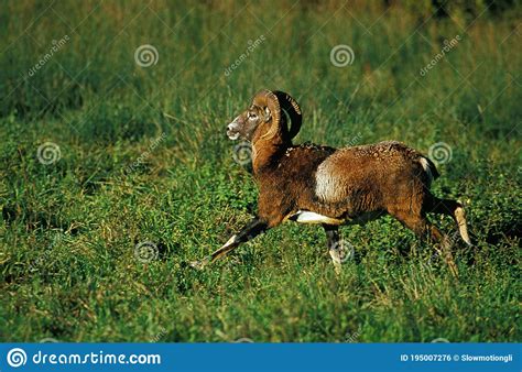 European Mouflon Sheep Ovis Ammon Musimon Ram Running Stock Photo