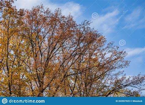 Low Angle Shot Of Autumnal Trees Under The Blue Sky Stock Image Image