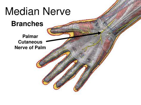 Palmar Branch Of Median Nerve