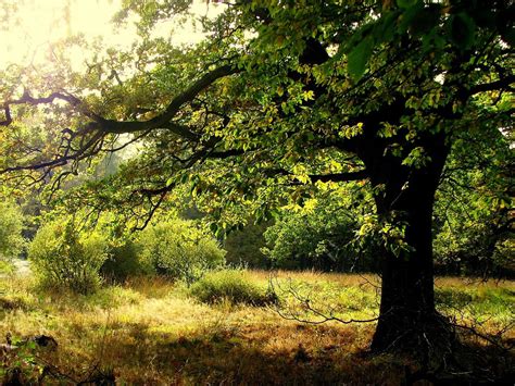 Peel N Stick Poster Of Forest Aesthetic Tree Tribe Oak Leaves Oak