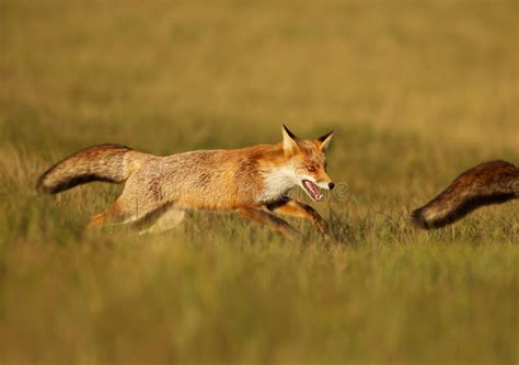 Playful Red Fox Chasing Another Fox In The Field Stock Photo Image Of
