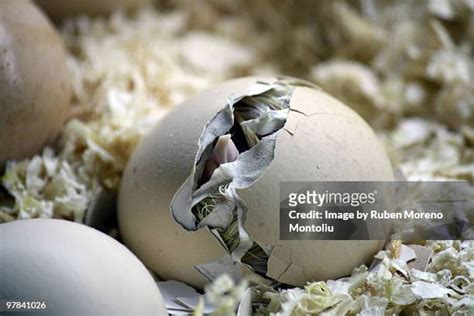 Baby Chickens Hatching