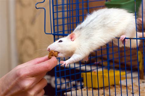 Rats As Pets Texas Aandm Veterinary Medicine And Biomedical Sciences