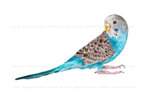 Realistic Budgerigar Portrait Clipart Graphic By Artfulstudio