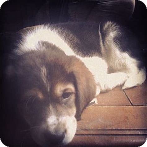 zelda adopted adopted puppy tulsa  greater swiss mountain doggreat pyrenees mix