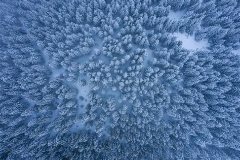 Winter Forest With Frosty Trees Aerial View Aerial Drone View Of The