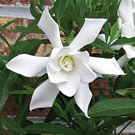 Gardenia ‘frostproof Gardenia Jasminoides