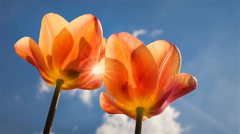 Bakgrunnsbilder Til Skrivebordet To 2 Oransje Tulipaner 1920x1080