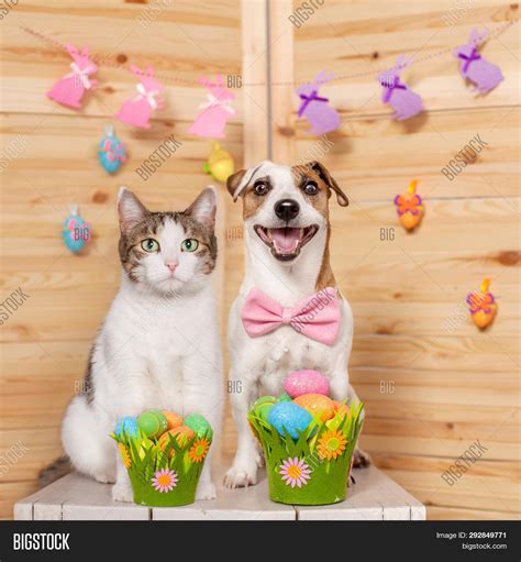 Are Eggs Good For Cats And Dogs