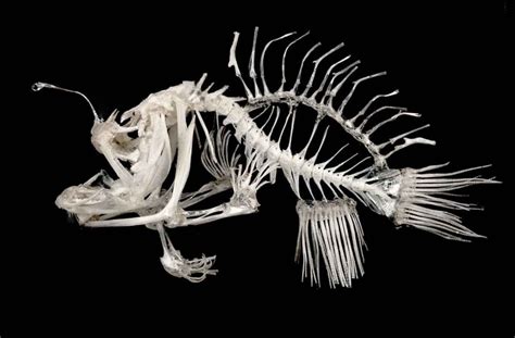 Real Fish Skeletons Provide The Inspiration For Great Art Fish Skeleton