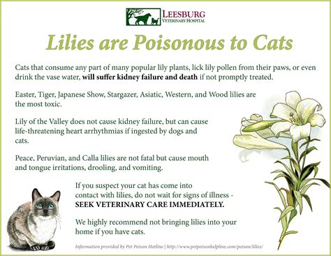 Did You Know Popular Easter Lilies Are Extremely Toxic To Cats Easter