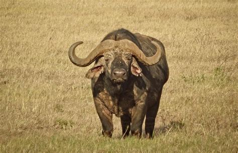 The Big 5 Of Ngorongoro Crater Wildlife Species In Tanzania