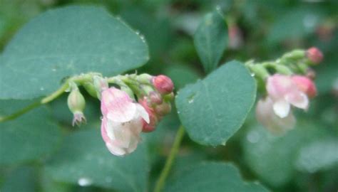 Common Snowberry Symphoricarpos Albus Native Plants Pnw