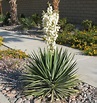 adams needle yucca | Yucca filamentosa, Yucca plant, Evergreen shrubs
