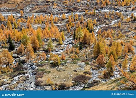 High View Of Fafleralp Vally In Autumnal Color With Golden Larch Trees